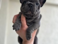 French bulldog ırkının en iyilerinden diyebilirim