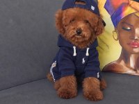 Toy poodle erkek yavru kedimiz