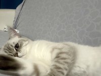 1 yaşında kısır dişi exotic shorthair