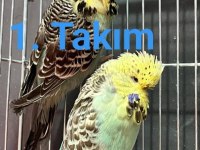 ÜST VASIF SHOW JUMBO MUHABBET KUŞU TAKIMLAR