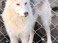 9 Aylık Husky Erkek