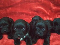 Siyah inci morkie ler