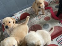 70 Günlük Erkek Dişi Has Golden Retriever