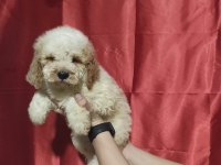 Labradoodle Yavrusu