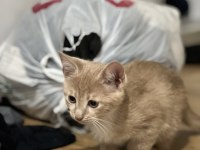 MİNİK TATLI YAVRU KEDİLERİMİZ EV ARIYOR