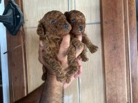 Red Poodle Yavru Köpekler