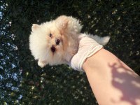 Pomeranian beyaz dişi yavru