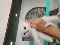 Nazlımın scottish fold bebekleri