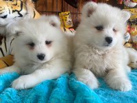 Burkemden A Kan Samoyed Yavruları