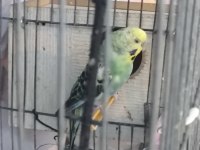 Kuşlar Üste para verilir ve Takas Olur
