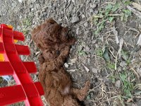 Toy poodle