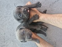 Cane Corso Köpeği