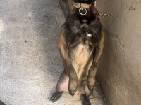 Belçika malinois kurdu yavruları erkek dişi mevcut