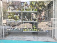 Üretimhaneden muhabbet kuşu yavruları