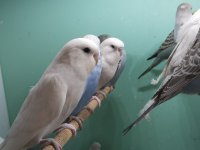 Yeni yeme düşmüş bebek muhabbetler jumbo çek ingiliz