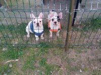 French Bulldog 6 Aylık Yavrularımız