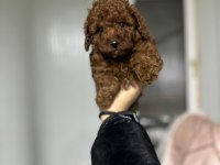Kore kan red brown toy poodle