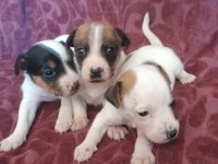 Sağlıklı Jack Russell yavrular