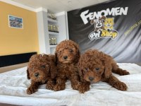 Toy Poodle yavrular hazır Ankara mağazamızda  görün 