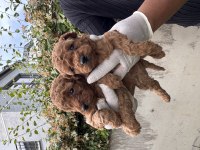 Antialerjik zeki oyuncu toy poodle