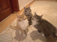 İlloai ve Arthur maine coon yavruları hepsi şampiyon adayı