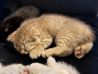 2 aylık scottish fold yavru