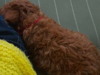 Bal Gibi Toy Poodle Bebek