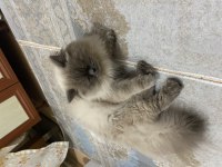 Bütün aşıları yapılı temiz ev kedisi