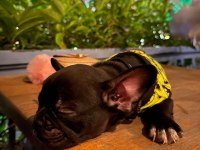 EL Salvador Kennel - KARA FRENCH BULLDOG AİLESİNİ ARIYOR