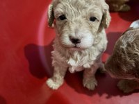 POODLE KÜÇÜK KURABİYELER
