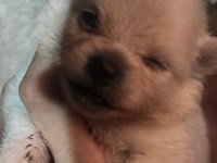 26 GÜNLÜK POMERANİAN BEBEKLER REZERVEYE AÇILMIŞTIR