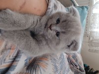 Yavru Scottish Fold