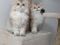 British longhair ny 12