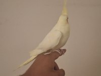 Ele alışkın dişi lutino sultan papağanı