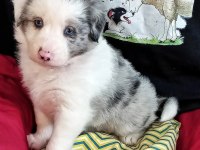 Üst Kalite Border Collie Bebekler