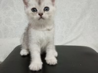 1,5 aylık sağlıklı wc eğitimli british shorthair
