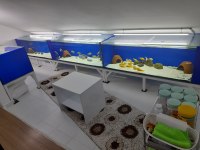 Toplu sahiplendirme tropheus