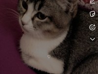 Kedimiz Müezza ya yeni yuva arıyoruz