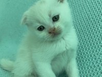 Sütten yeni kesilen scottish fold yavrularım