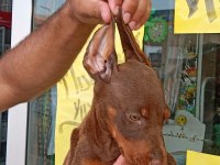 Doberman Yavrular 19/05 Doğumlu Cipli Karneli