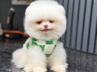 Yavru Pomeranian Boolarımız