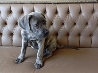 Dişi cane corso yavru