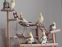 Sultan papağanımızı sahiplendiriyoruz