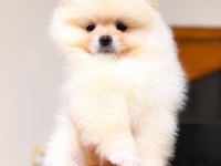 BİBLO POMERANİAN BOO