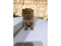 Yavru kediler sütten kesilmiş yaş ve kuru mama yiyor