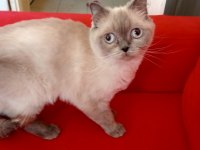 2 yaşında tecrübeli anne scottish fold