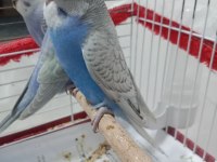 Yavru ev kuşlarım