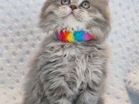 Çok tatlı minik prenses british longhair