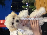Teacup Kore Maltese Bebeklerim