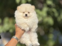 TEDY BEAR BOO YAVRULARI